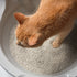 Washable Granules in CatGenie bowl with Cat